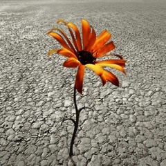 BEGIN AGAIN (SALVADOR NAVARRA)