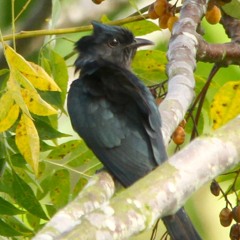 Square-tailed Drongo-Cuckoo (Surniculus lugubris)