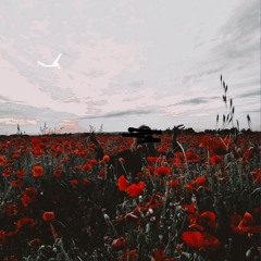 KTC- Dans un champs de coquelicots