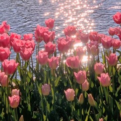 🎋🌱Across the meadow / Weezer🪻🌴