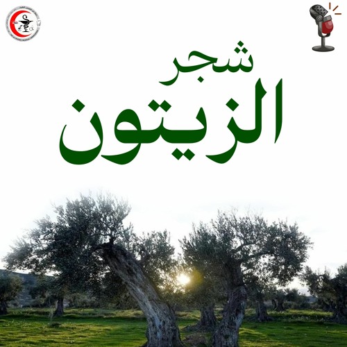 شجر الزيتون - بودكاست بقولك - الحلقة الثانية - اعداد و تقديم : أروى هشام