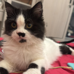 TERLALU KALI JELLY - PAPANG X DENDY #BAHAYAGANG!!!