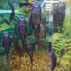 I don't trust you, but I have to in order to love you.