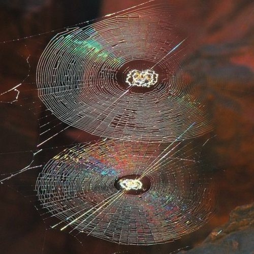 Cobwebs (Prod. Ill Instrumentals)