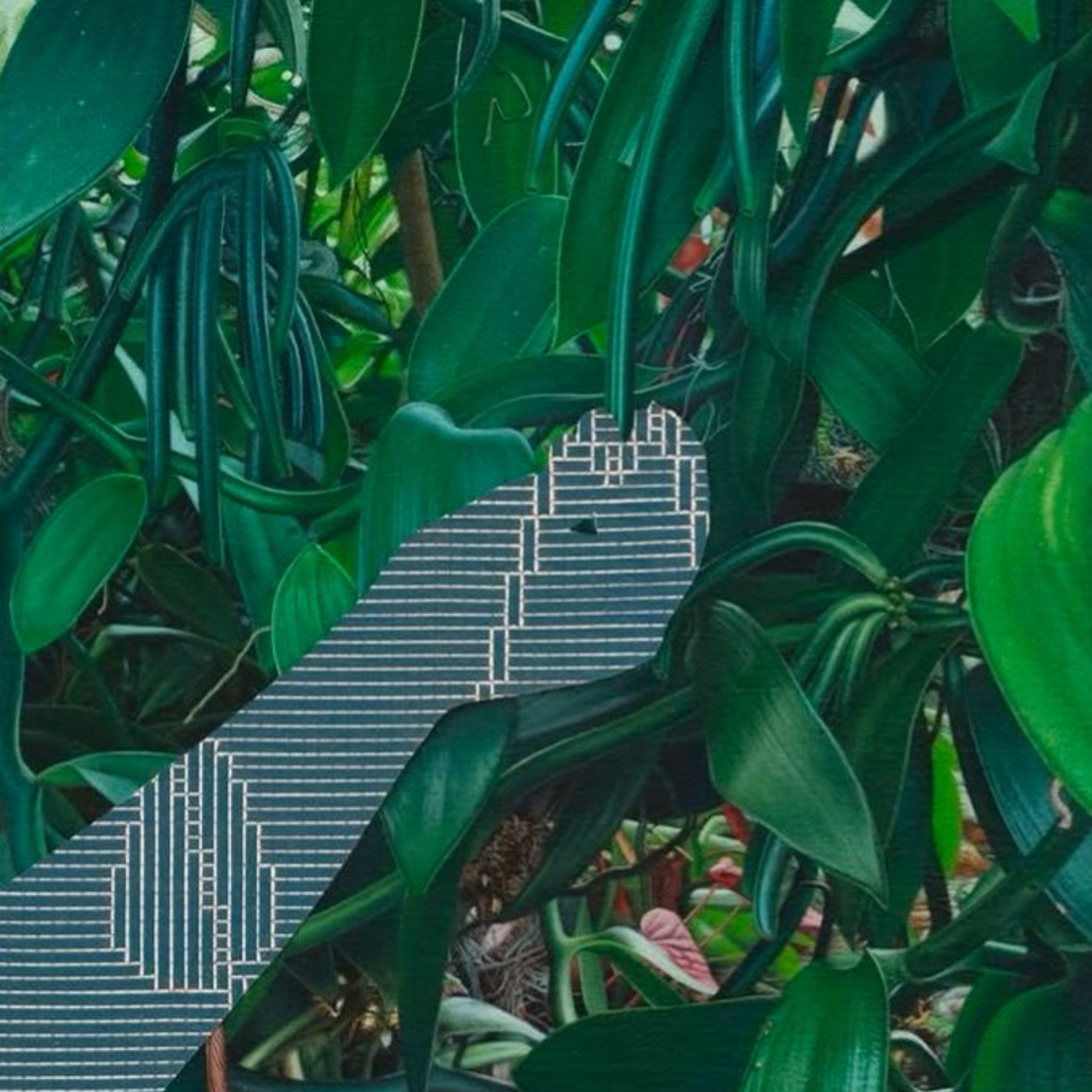 PLANTAS TáCTILES episode artwork