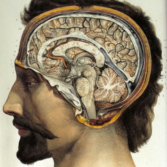 Brain (Bohlen Pierce)