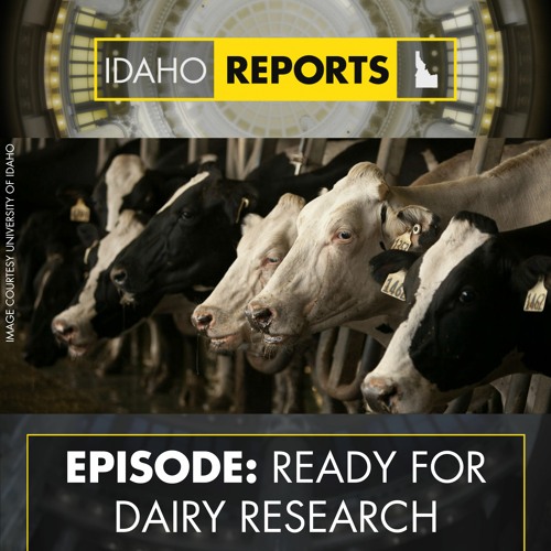 Stream Episode Ready for Dairy Research with Mark McGuire by Idaho