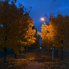 stay with me (under the maple tree)