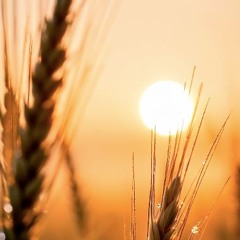 Snoozing the Music from Plants C1.02