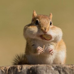 chipmunk paradise