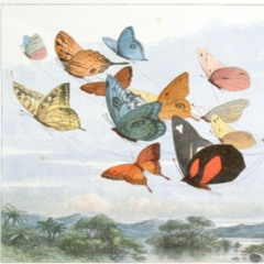 The Pollard Collection of Children’s Books: A Symposium