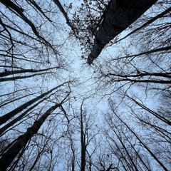 the blind