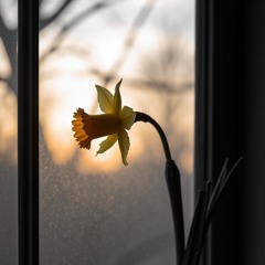 This Daffodil For You (Sequel)
