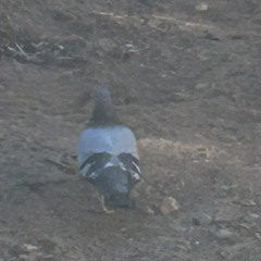 Fat ass pigeon (prod. xtasane)