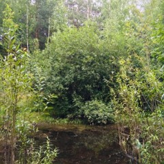 Chernyaevsky Forest, Perm territory, Russia