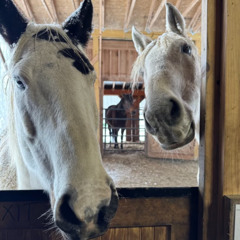 Berkshire HorseWorks