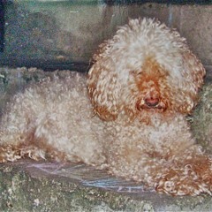 Lola la bella