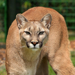 Episode 409: The 1996 British Columbia Mountain Lion Attack