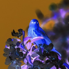 Illuminative Bird Sound (Remix)