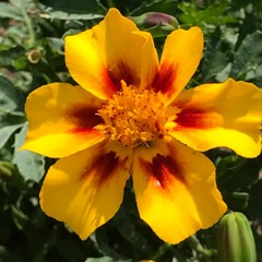 Song Of Self Ceremony (excerpts)