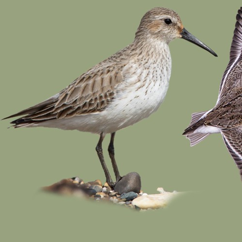 Dunlin (Calidris alpina) brickegickel