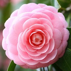 Camellia: Belong