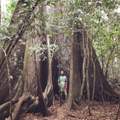 Echoes of the Jungle Light