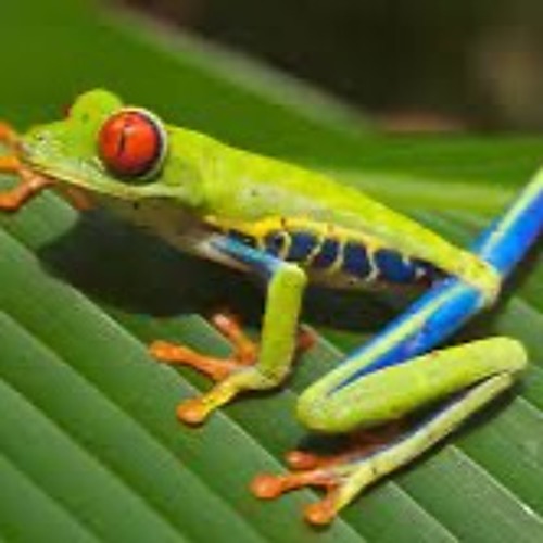 Prog Frog