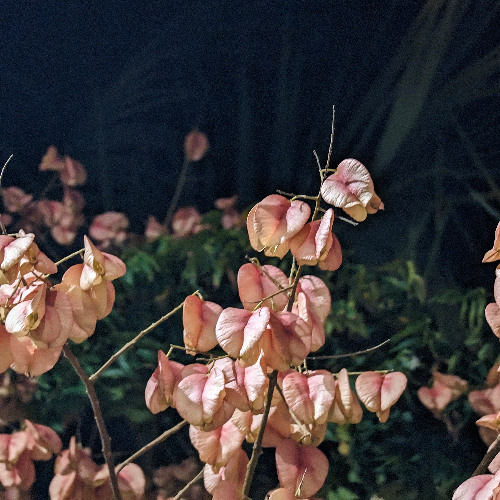 I WON A SAMPLE CHALLENGE ?? (wrldwide)