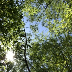 Isn’t She Lovely (Cover)