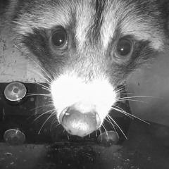 dr bimbostein's mansion