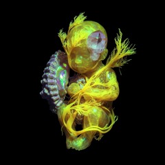 BOREALIS - Passion and Fire Vol. 10 | Afro House Set 🔥December 2025