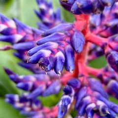 CODECAST XY - SCHAED - Psychotria viridis