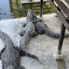 CĂNG XUNG TƯƠI VINAHOUSE 2023