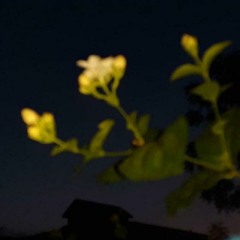 Nadi k Kinare (Raw)