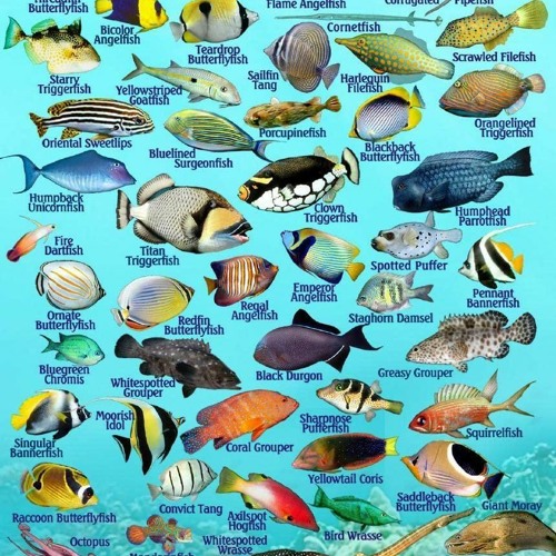 Stream episode kindle online Vanuatu Fish Identification Card Waterproof 4  x 6 by Cameronmonroe podcast