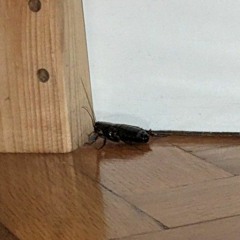 small bumpy house mix