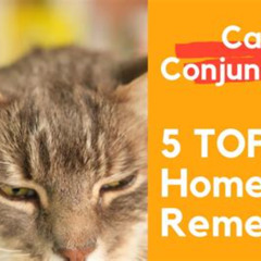 Best Cat Eye Conjunctivitis Treatment Reviews