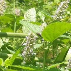 Anise Hyssop (feat. Antti Korpinen)