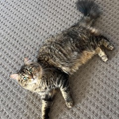 Best of Bangla song 1.1