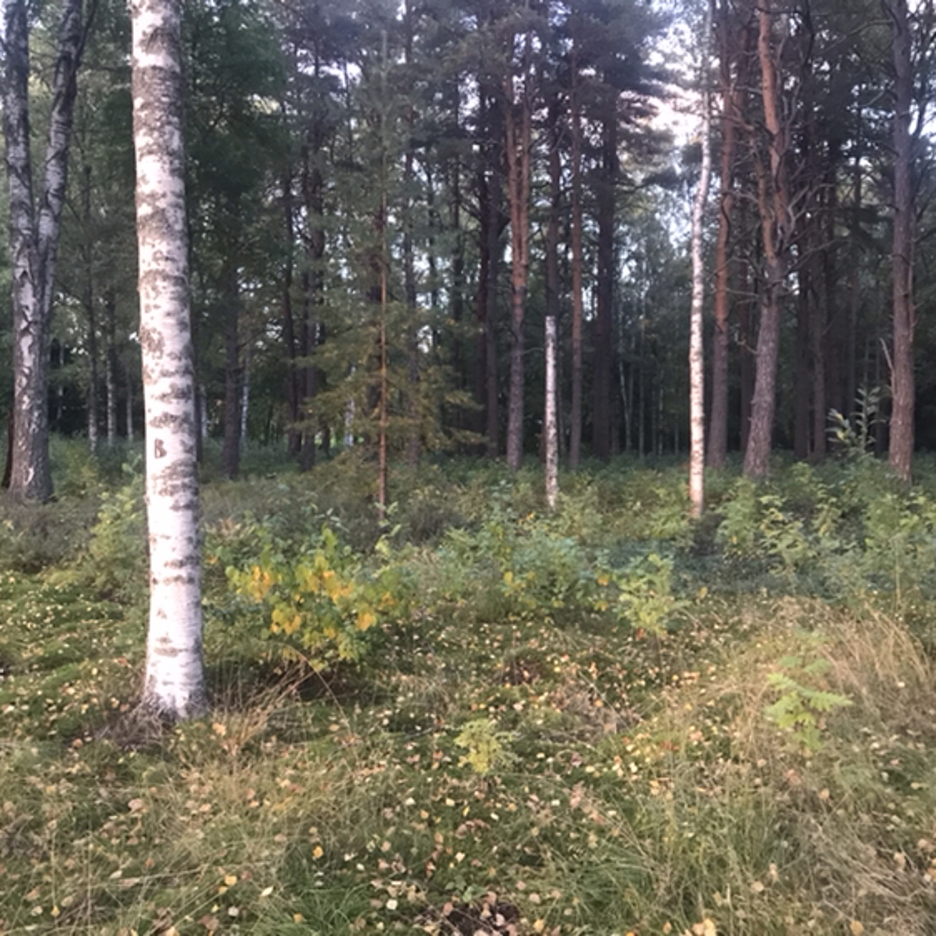 Det glada budskapet