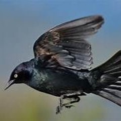 BLACK BIRD