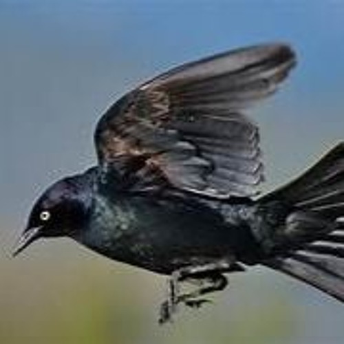 BLACK BIRD