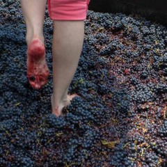 Stomping Those Grapes