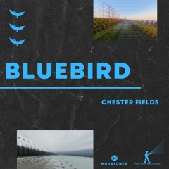 Chester Fields - Bluebird