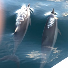 Hyd x Skrillex - Afar x Fuji Opener