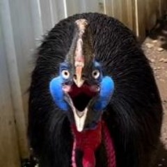 cassowary beat