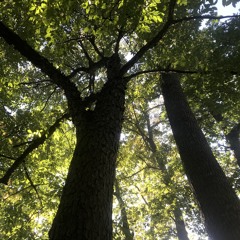 bliss (ambient → downtempo)