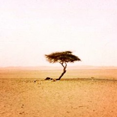 ต้นไม้ยืนตาย