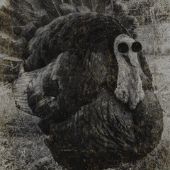 BRAB- LA DINDE  NOIRE